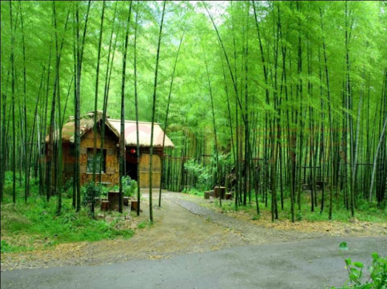 乔新华格律诗《七律咏竹》主播：瑞雪丰年；编辑：香乡【北疆头条】（第349期）（图3）