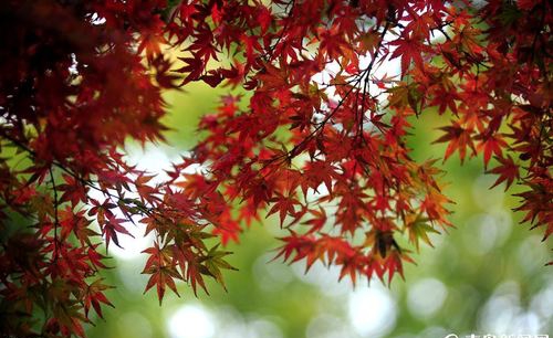【新山东文学社】《秋去冬来韵诗香》作者/张秀祥 主播/红叶（图4）