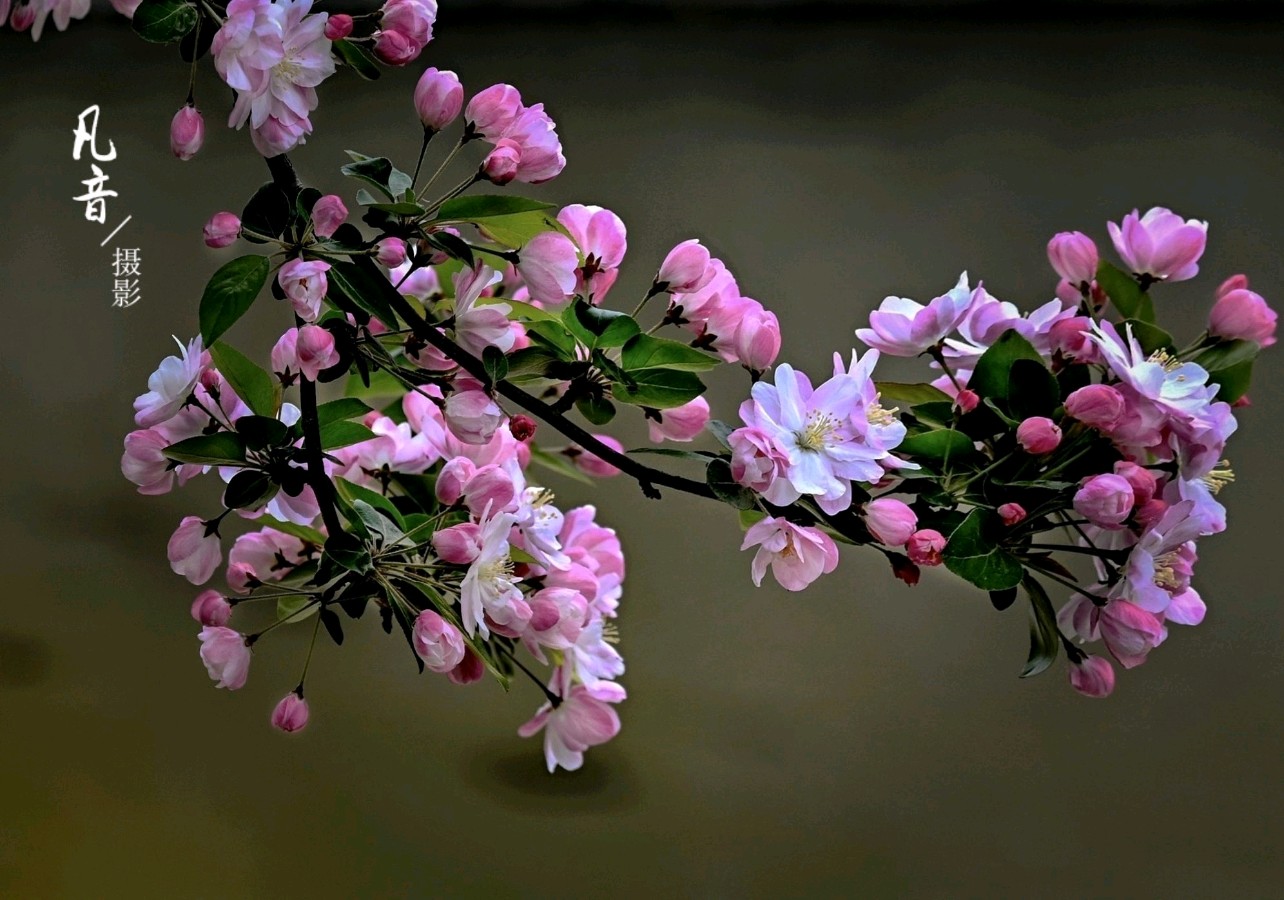 热点 精华作品展播《生命之花》王家明 晚晴朗诵 作者:张中林 银龄朗诵艺苑(图3)
