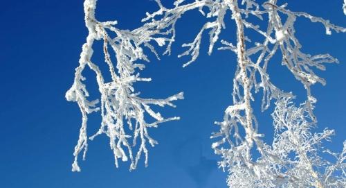 七律/小雪/文/应子根（图2）
