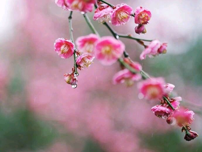 《寻找北方的柔情》作者/汨婕 诵读/冬日艳阳 编辑/五指山【花雨馨声有声文学平台】【第90期】(图4)
