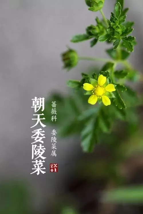 名人诗典(图15)