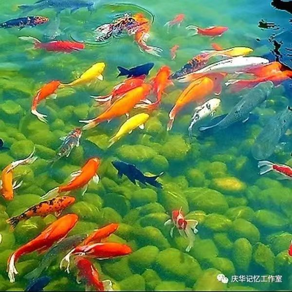 国风上海社第二十一期诗刊—北京头条(图32)