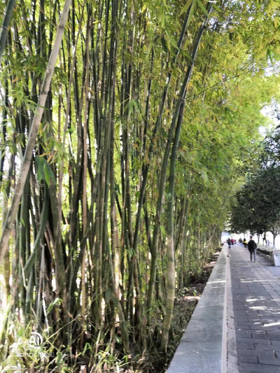 《植物花絮一组》作者：耿静（图3）