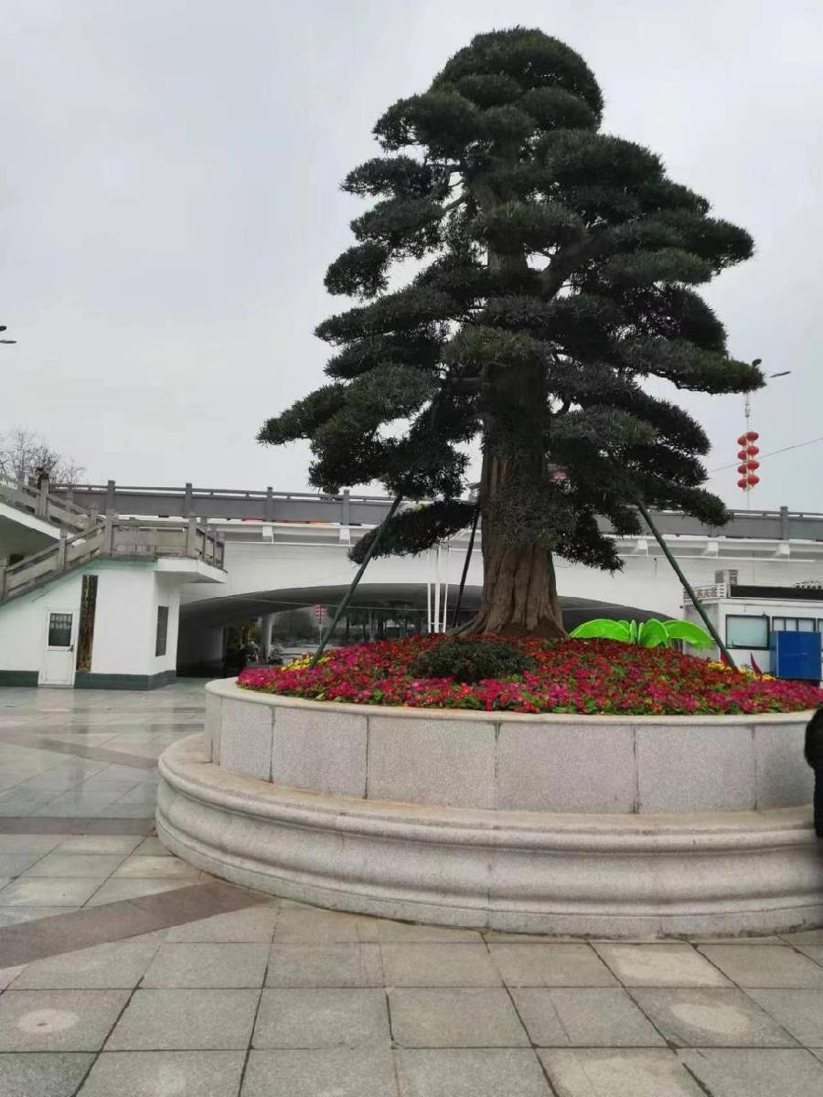 《植物花絮一组》作者：耿静（图4）