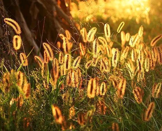 【华夏文学社】狗尾巴草/肖朋（图2）