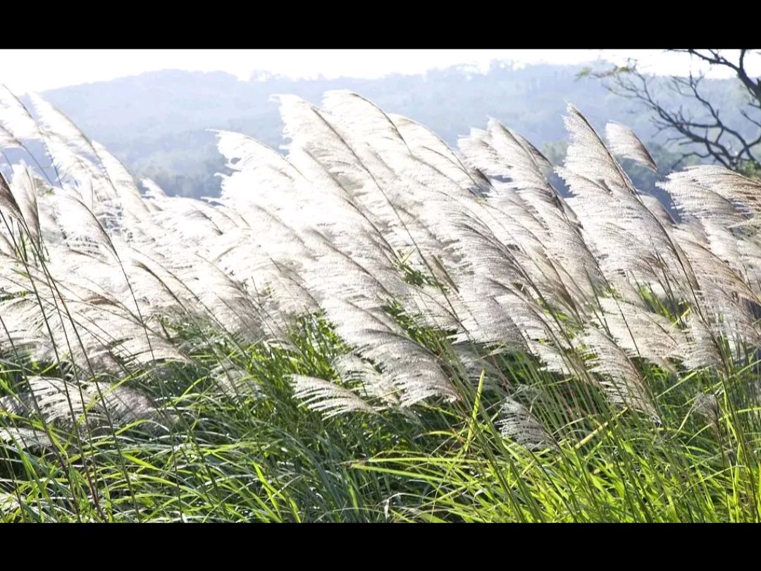 五律· 闲居秋山 作者:吴云钦(图3)