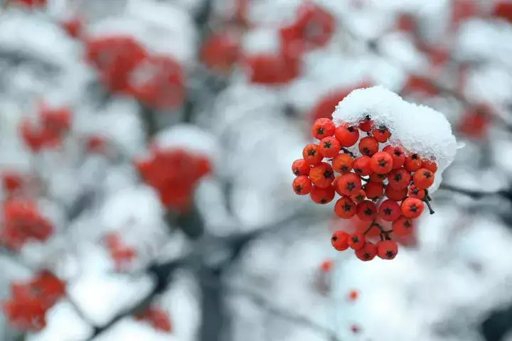 现代诗：天使，雪一样的底蕴（图3）