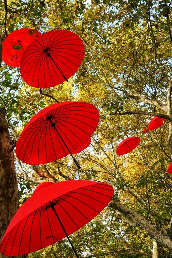 《初冬逢雨》作者/燕兆居士 诵读/瑞雪丰年 编辑/五指山【花雨馨声】有声文学平台【第102期】（图2）