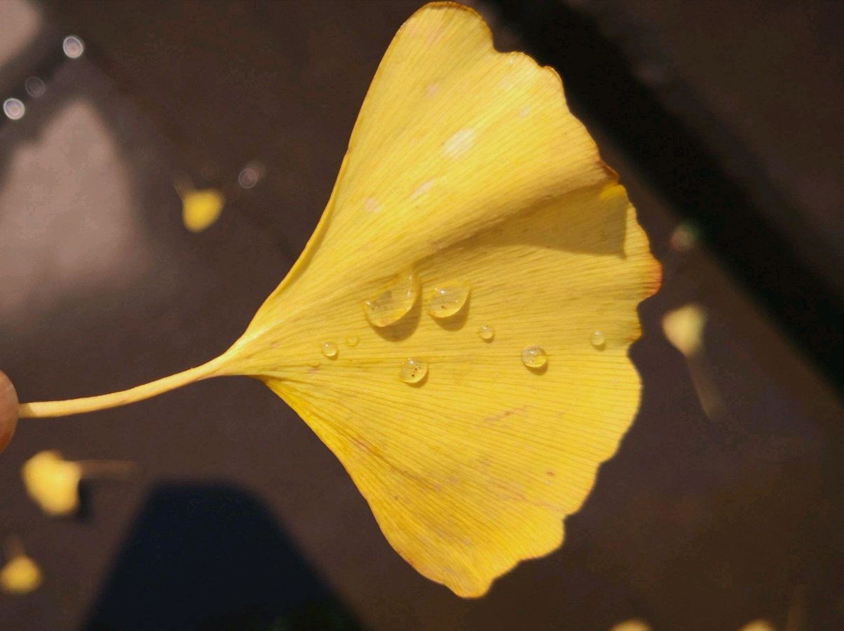 《我的诗是美丽的篇章》作者/李建明 诵读/金南 编辑/五指山【花雨馨声】有声文学平台【第103期】（图2）