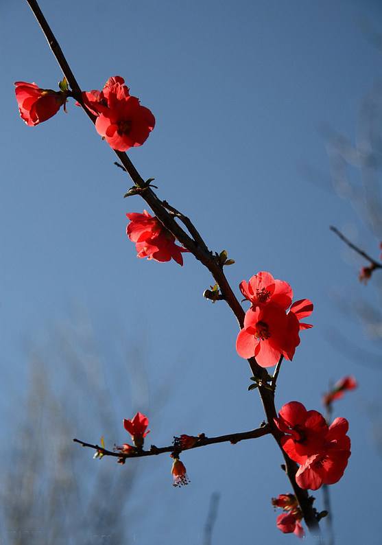 【神都诗社】第040期《梅花》（图8）