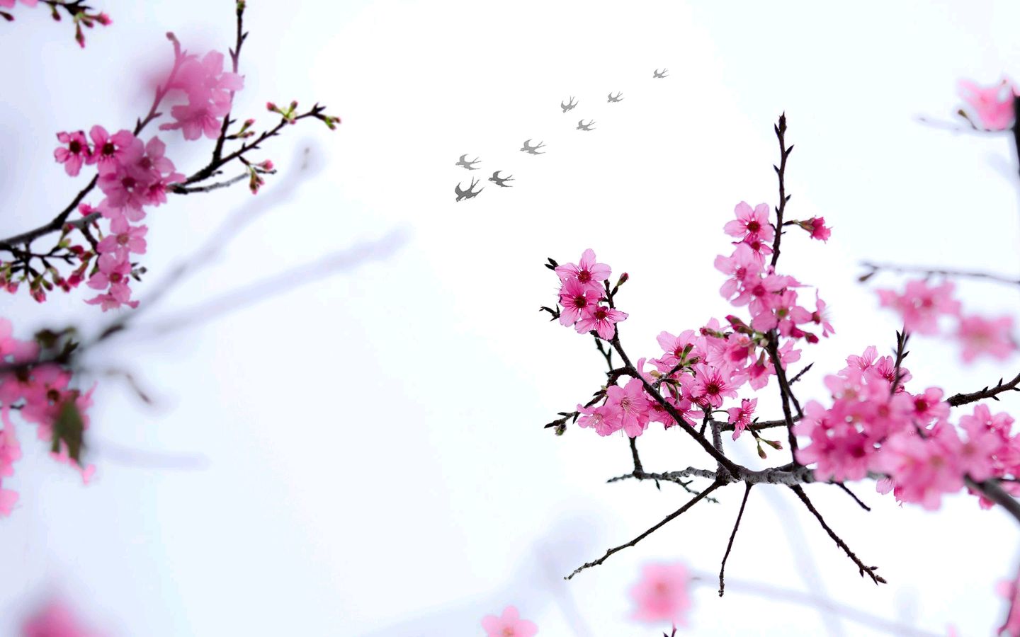 【神都诗社】第040期《梅花》（图12）
