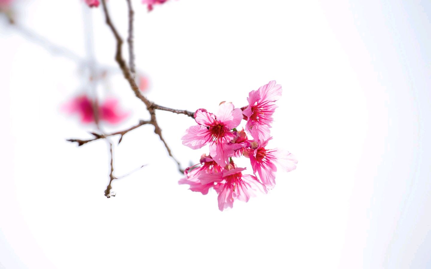 【神都诗社】第040期《梅花》（图11）