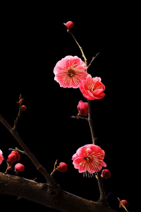 【神都诗社】第040期《梅花》（图14）