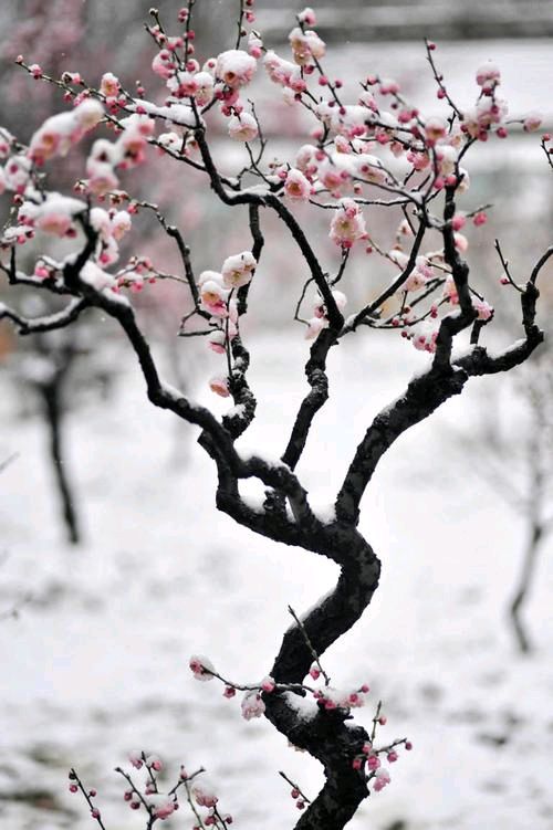 【神都诗社】第040期《梅花》（图13）