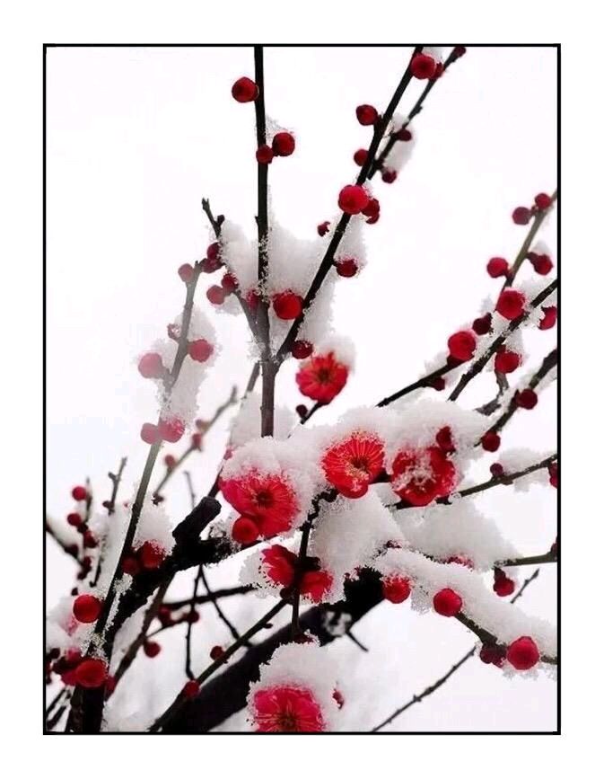 【神都诗社】第040期《梅花》（图19）