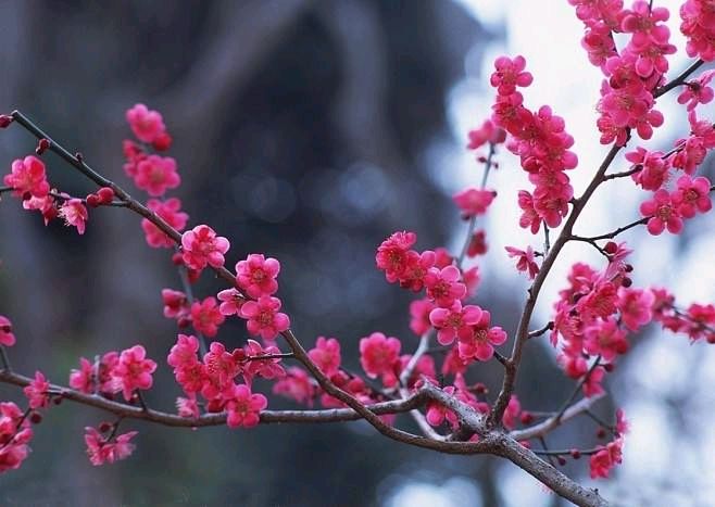 【神都诗社】第040期《梅花》（图25）