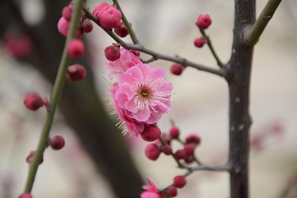 【神都诗社】第040期《梅花》（图26）