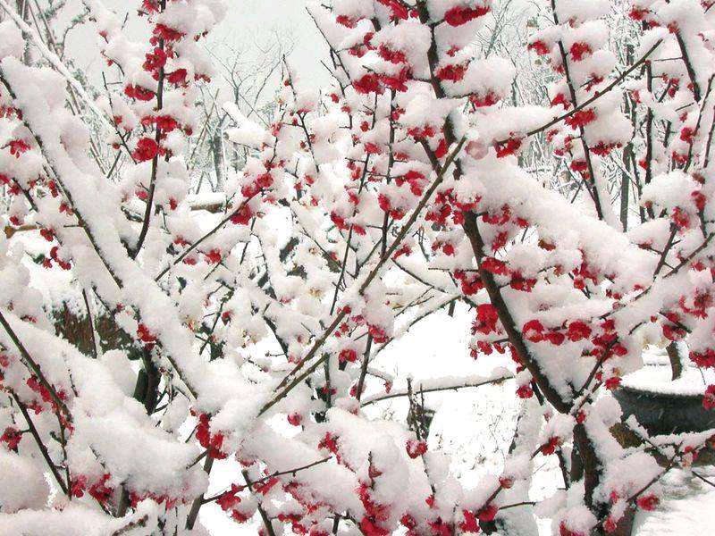 【神都诗社】第040期《梅花》（图24）