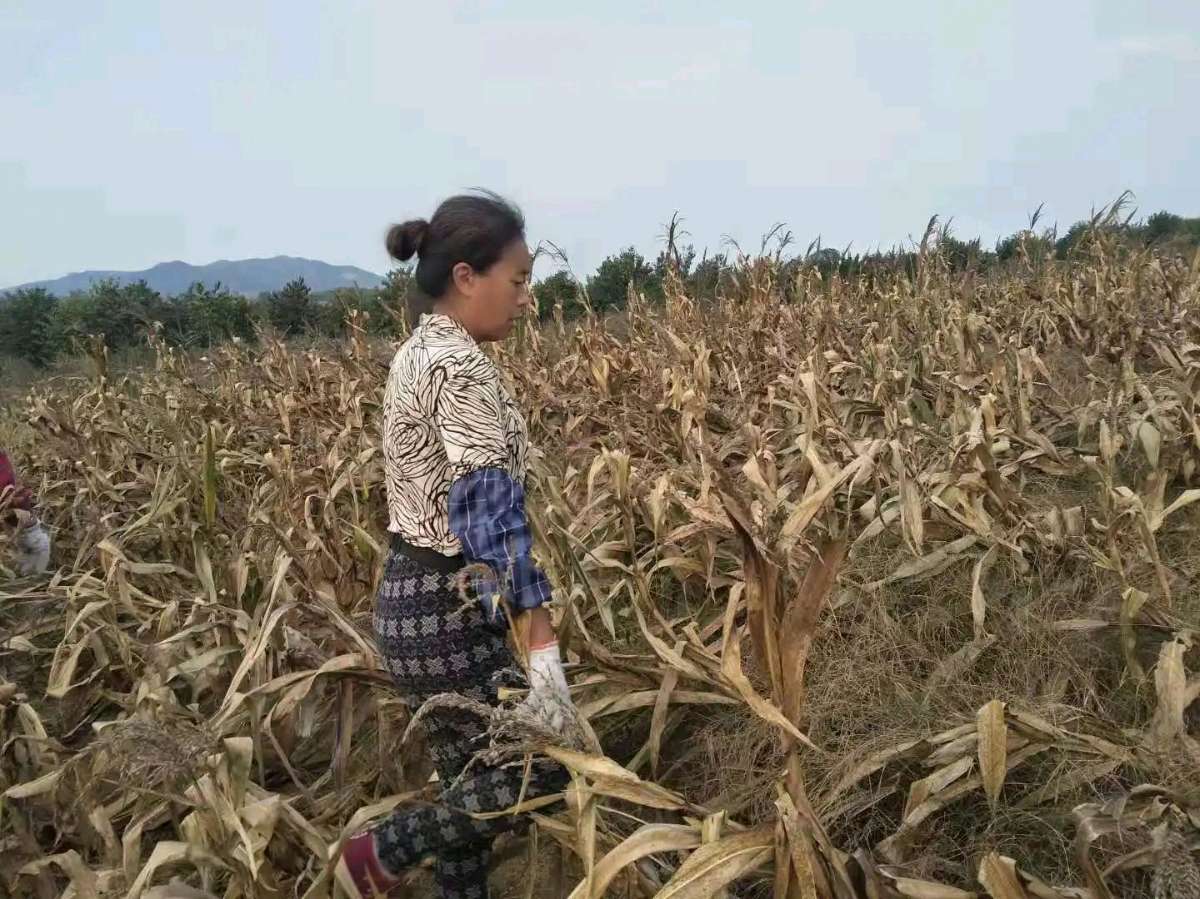 【燕赵文学】散文：盼头（河北/王现锋）（图3）