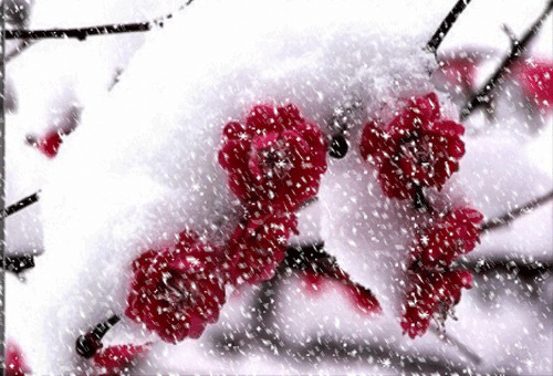 【金榜头条】分享（四川）优秀诗人灯火阑珊老师《小雪吟》（原创）请欣赏（图7）