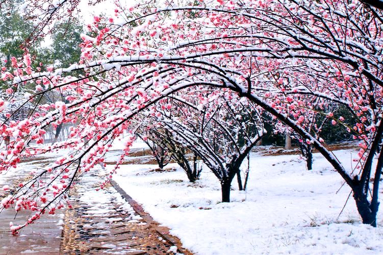 七律.雪迷濛（通韵）文/杲传贵（图2）