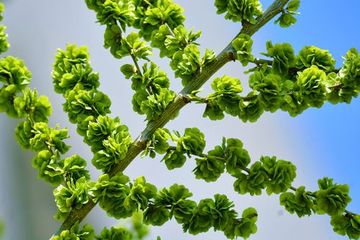 【北京头条】分享优秀作家罗箫老师《野菜》请欣赏(图5)