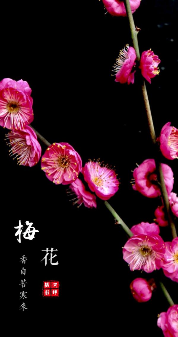【华夏名篇】分享（四川）优秀诗人王三禹老师诗词两首请欣赏（图10）