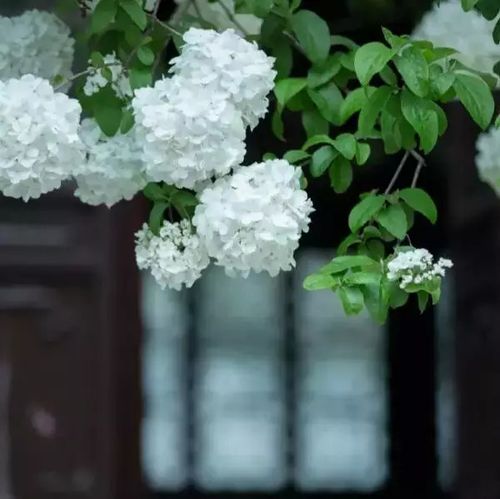 〖诗词小辑〗作者 王新华（一片云）河北【冰心文化传媒】（图5）