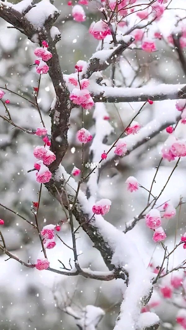 《冬季的花》作者/王鑫 诵读/立 力 编辑/五指山【花雨馨声】有声文学平台【第126期】（图2）