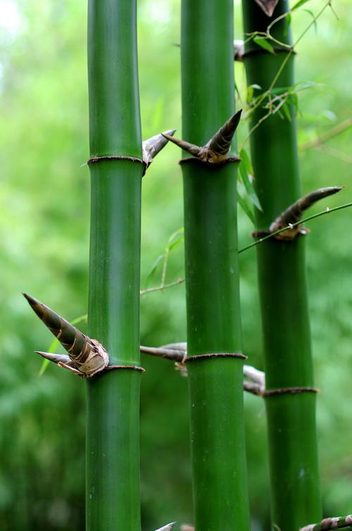 【潇湘文学社】潇湘陶菊诗社《总503期》(竹)(图11)