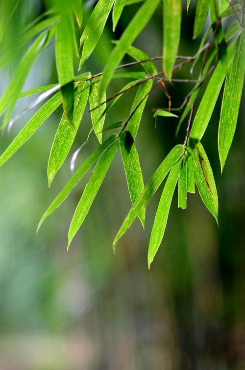 【潇湘文学社】潇湘陶菊诗社《总503期》(竹)(图14)
