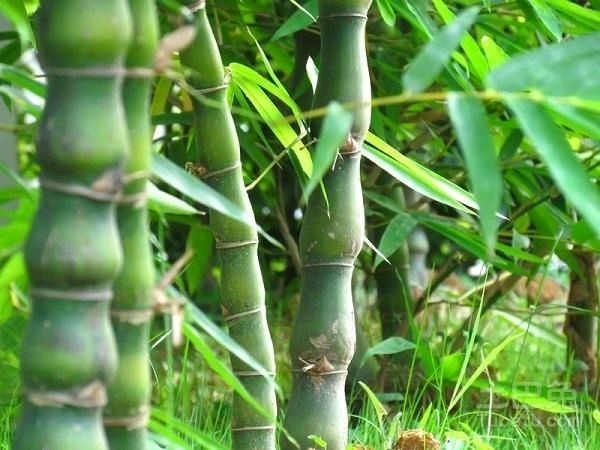 【潇湘文学社】潇湘陶菊诗社《总503期》(竹)(图15)
