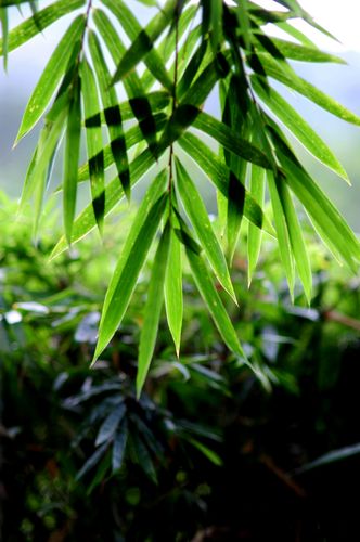 【潇湘文学社】潇湘陶菊诗社《总503期》(竹)(图18)
