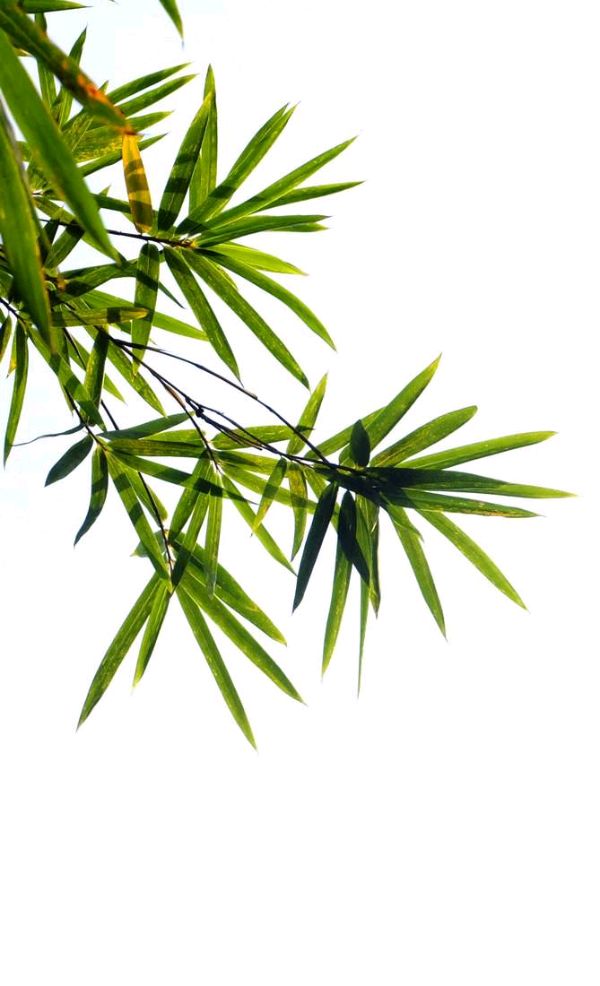 【潇湘文学社】潇湘陶菊诗社《总503期》(竹)(图17)