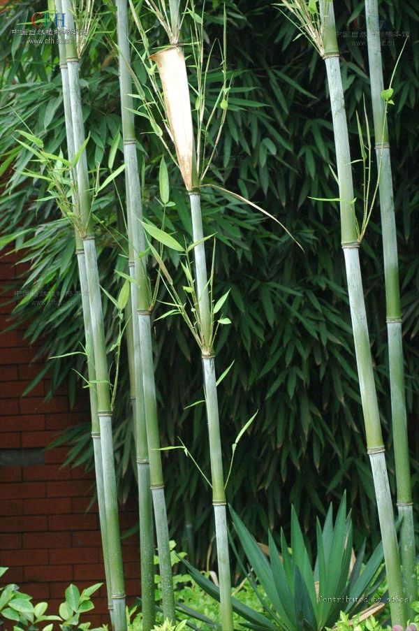 【潇湘文学社】潇湘陶菊诗社《总503期》(竹)(图23)