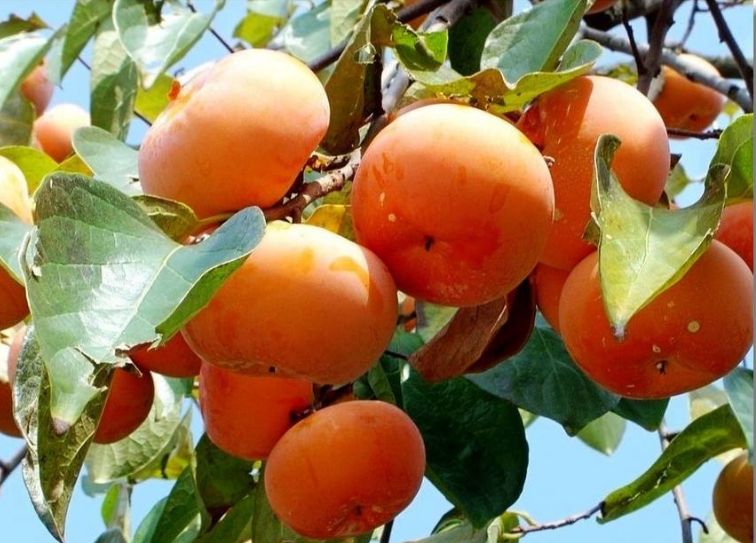 又见柿子红（外二首）文／山乡（湖北）【冰心文化传媒】（图3）