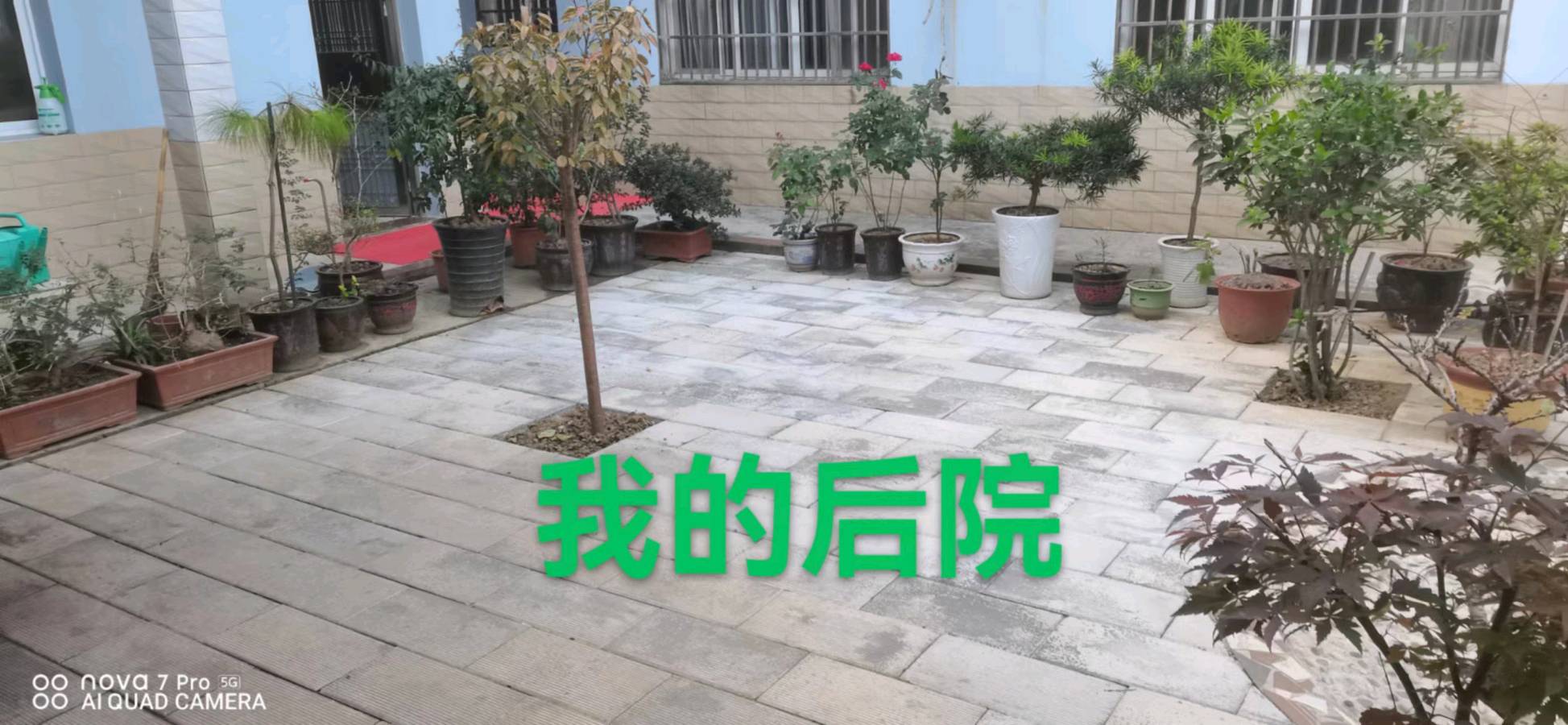 【北京头条】分享胡清普《观后院家中梦茶》请欣赏（图4）
