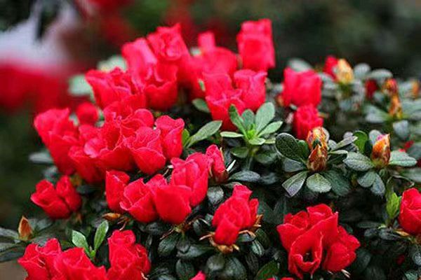 【北京头条】分享胡清普《观后院家中梦茶》请欣赏（图6）