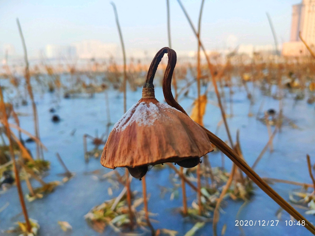 《七绝.壬寅初冬寄语遣怀》八首作者/许日辉诵读/傲雪红梅等4人【花雨馨声】有声文学平台【第134期】（图2）