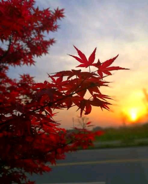 《十月的枫树林》作者/春韵 诵读/青鸟 编辑/五指山【花雨馨声】有声文学平台【第135期】（图5）
