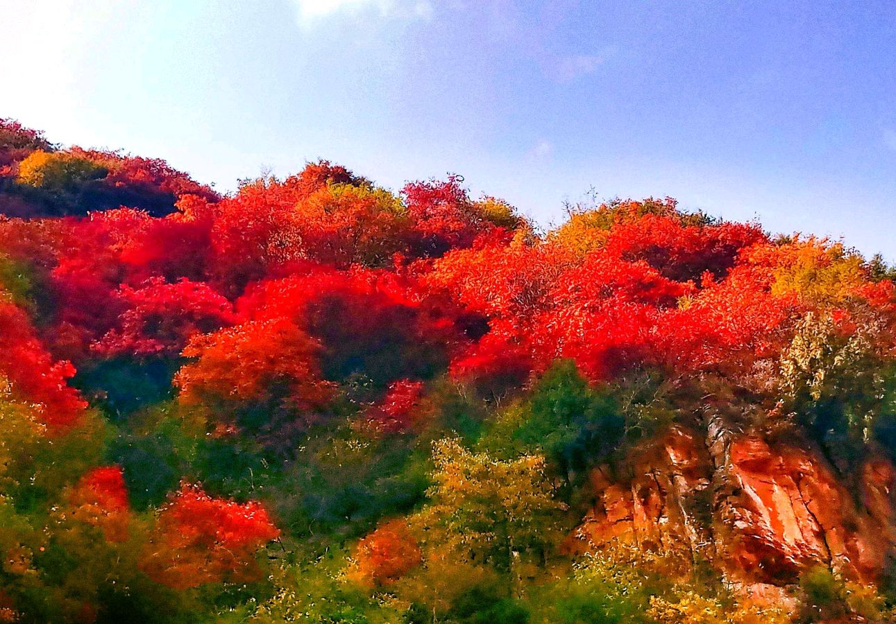 《十月的枫树林》作者/春韵 诵读/青鸟 编辑/五指山【花雨馨声】有声文学平台【第135期】（图4）