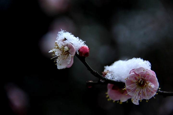 【潇湘文学社】潇湘如兰诗社《总507期》（雪）（图4）