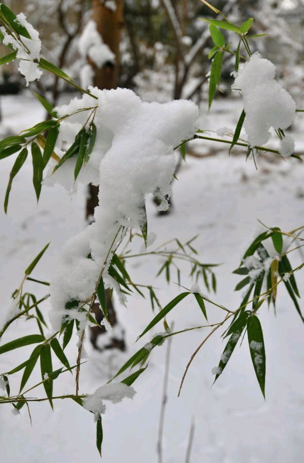 【潇湘文学社】潇湘如兰诗社《总507期》（雪）（图11）