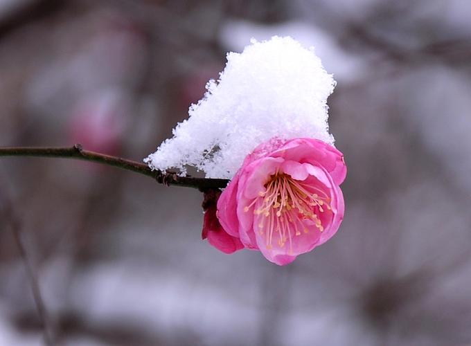【潇湘文学社】潇湘如兰诗社《总507期》（雪）（图16）