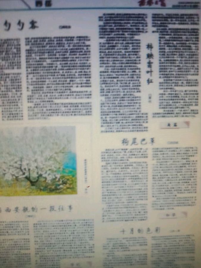 狗尾巴草