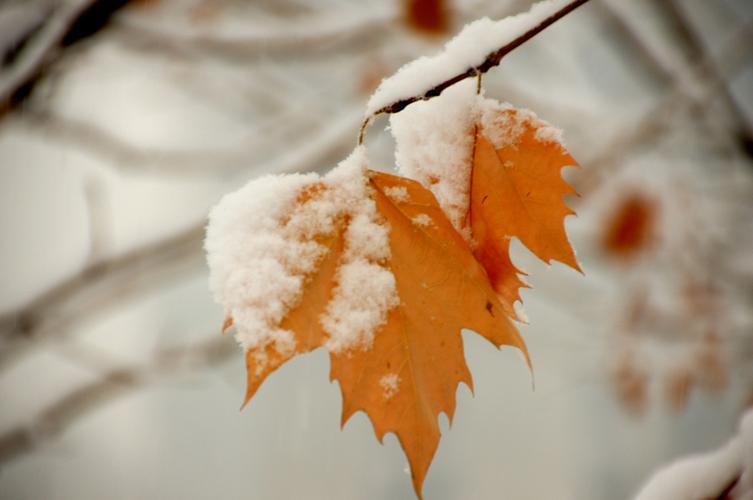 《雪》作者:老守一井【主播:铁魂】【桃源国际诗歌集团】用声音传递温暖以诵读致敬人生♬（图5）