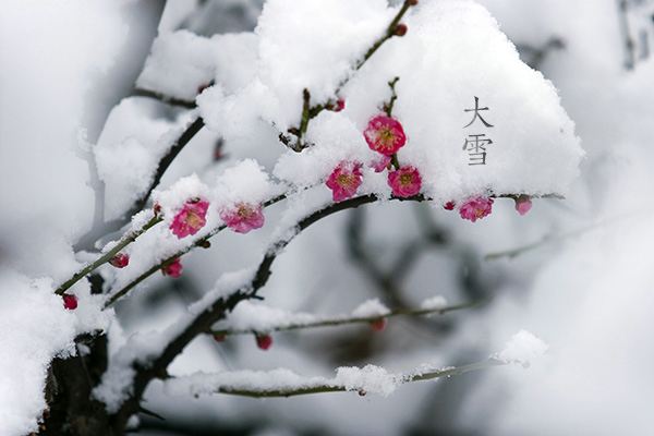 【潇湘文学社】潇湘听松诗社《总510期》(嵌“年”字韵入律、绝,填词“寻梅”)(图12)