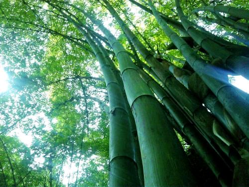 【潇湘文学社】潇湘紫竹诗社《总512期》（随吟辑）（图7）