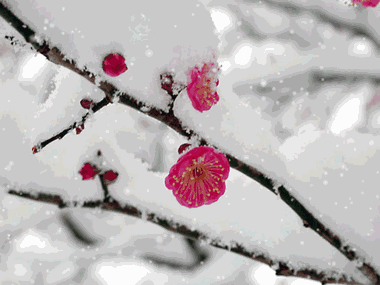 雪的梦幻炫舞（外一首）作者 辛戈（山东）【冰心文化传媒】（图7）